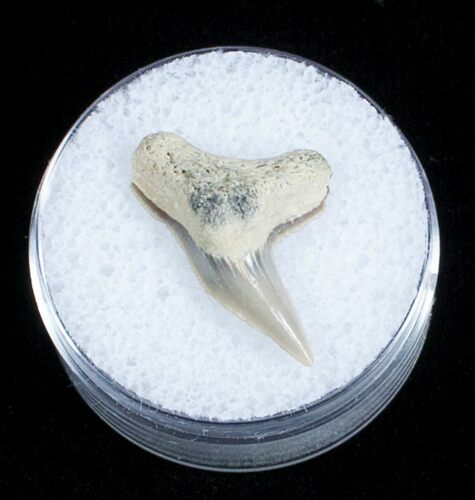 Fossil Tiger Shark Tooth - Lee Creek Mine #3729